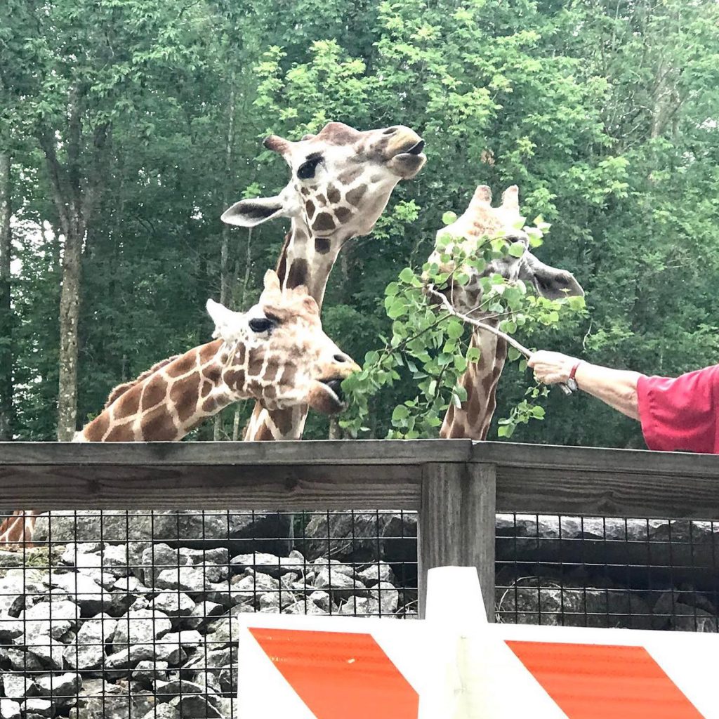 giraffes at Southwick Zoo Zoofari