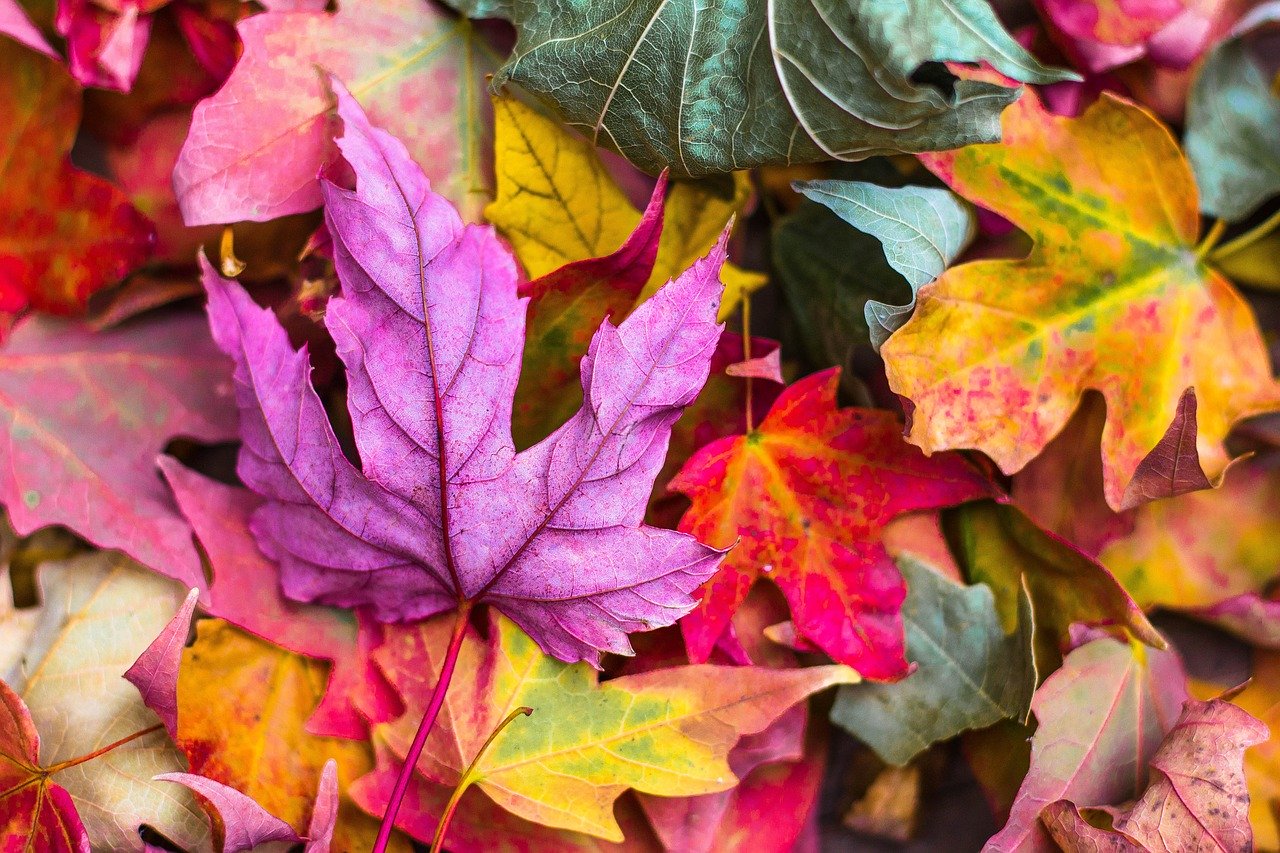 Fall crafts using colorful leaves