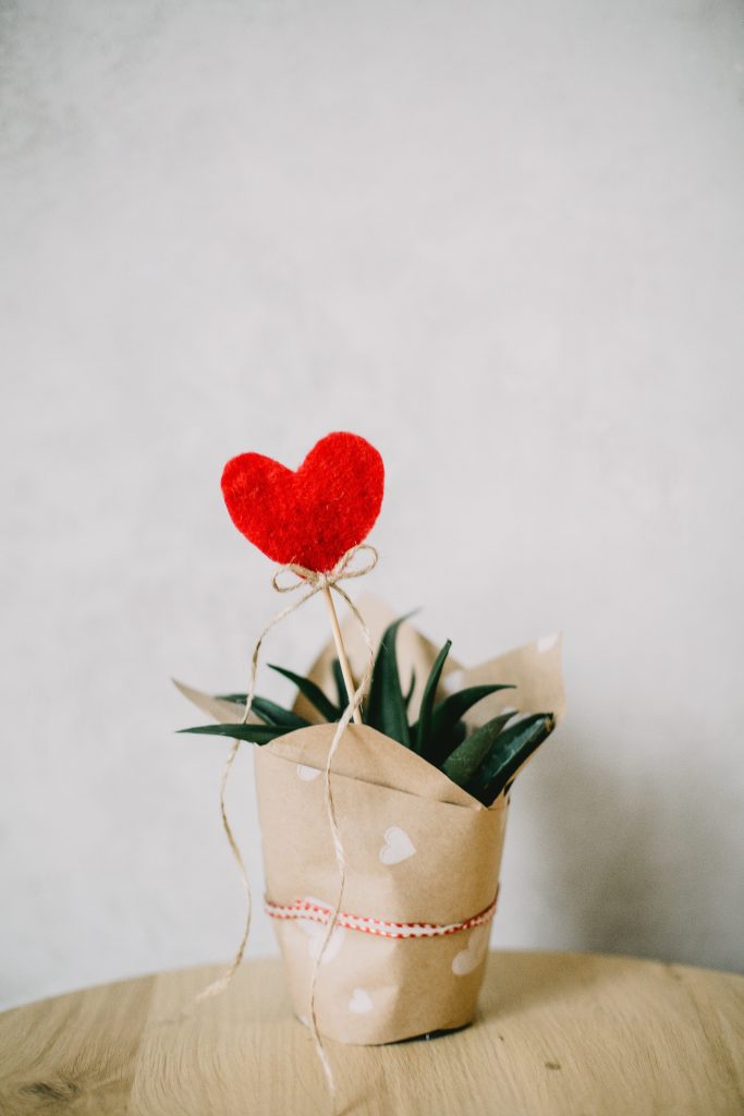 celebrating Valentine's Day plant with heart