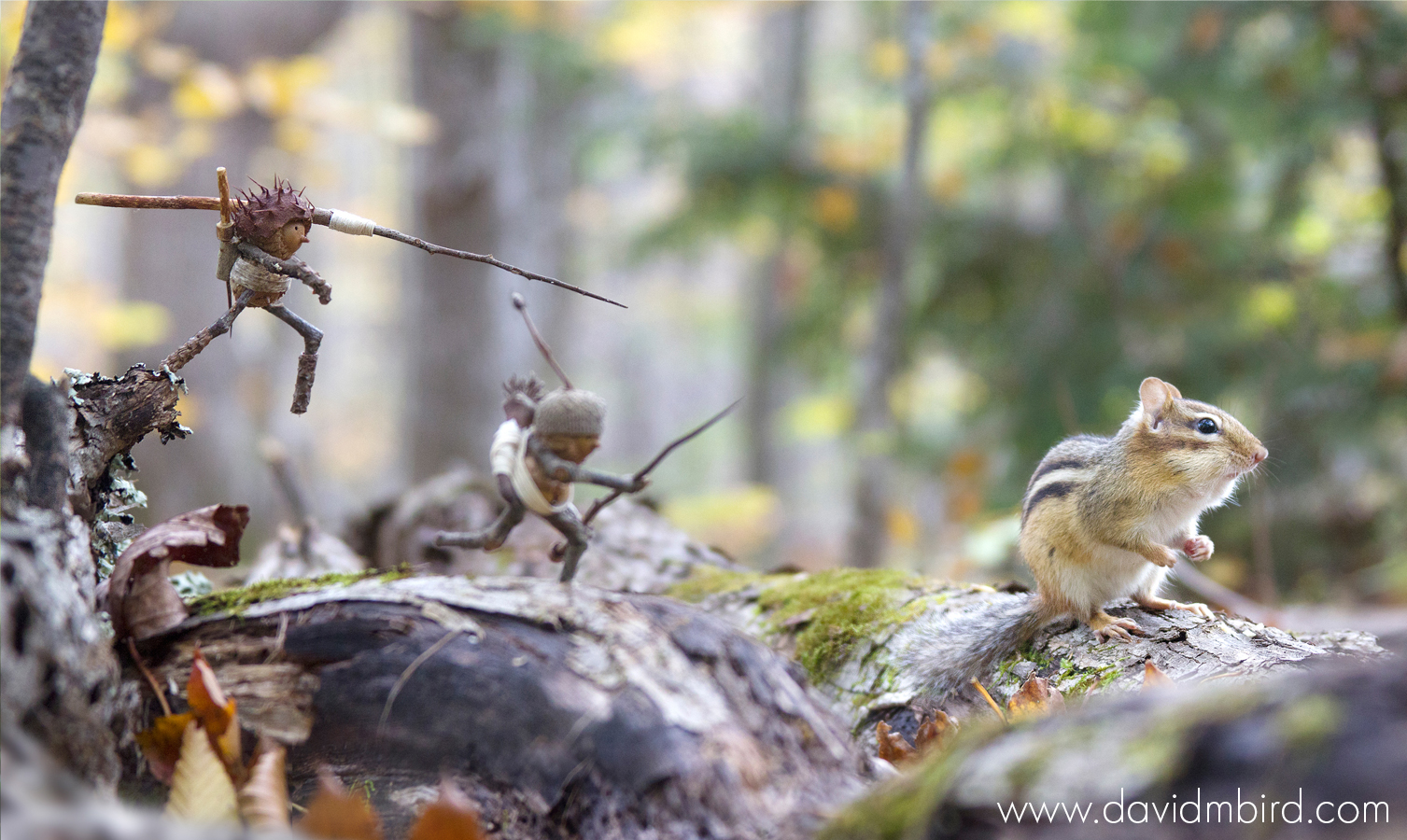 People made from acorns and holding sticks as weapon sneak up on a chipmunk from behind