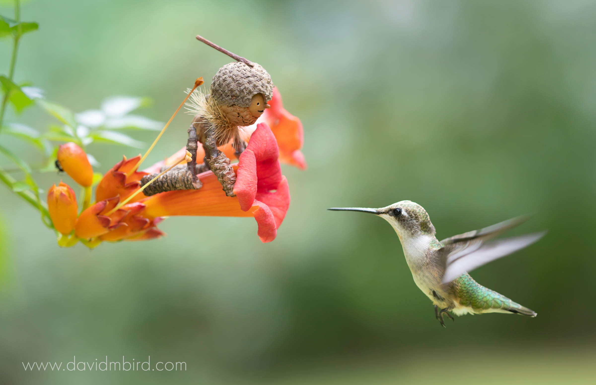 Small acorn person waits on trumpet flower as it approached by a hummingbird 