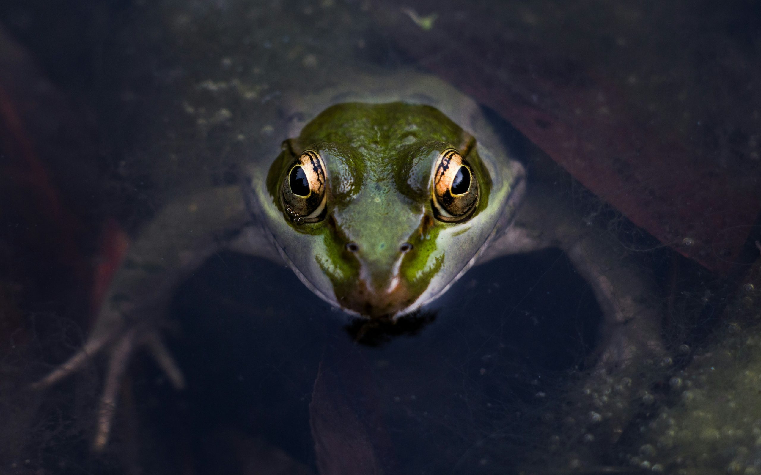 green frog looks at camera 