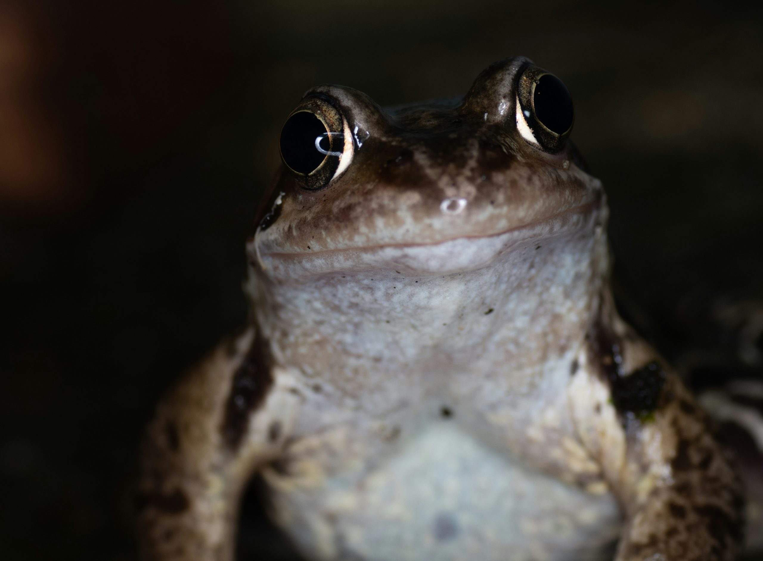 frog at night smiles at camera 