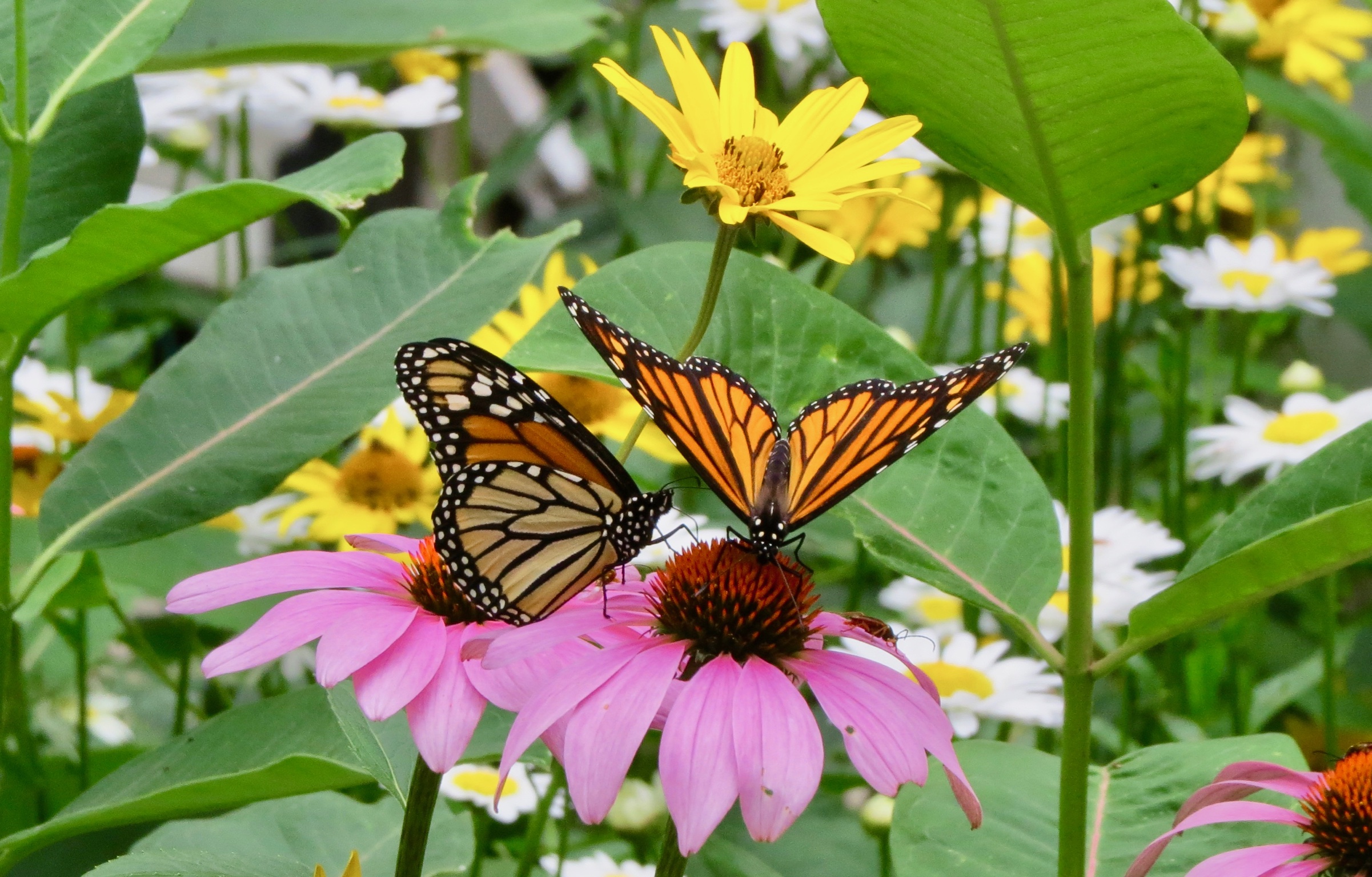 Two butterflies landed on a coneflower