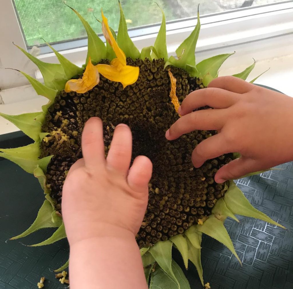 Little hands exploring the parts of a sunflower