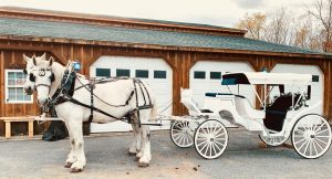 White horse and carriage outside a barn