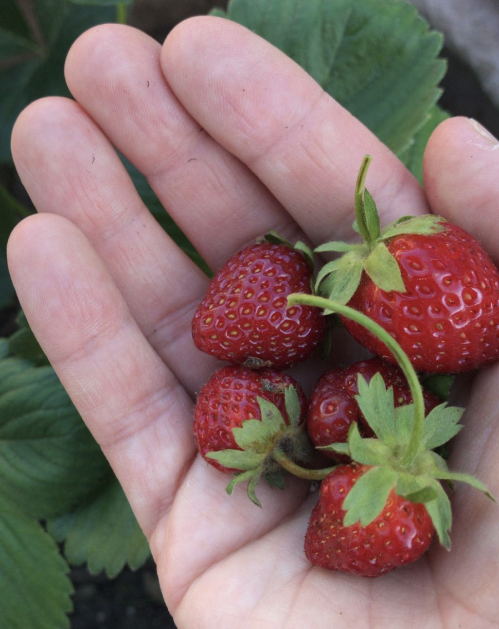 A hand full of fresh strawberries