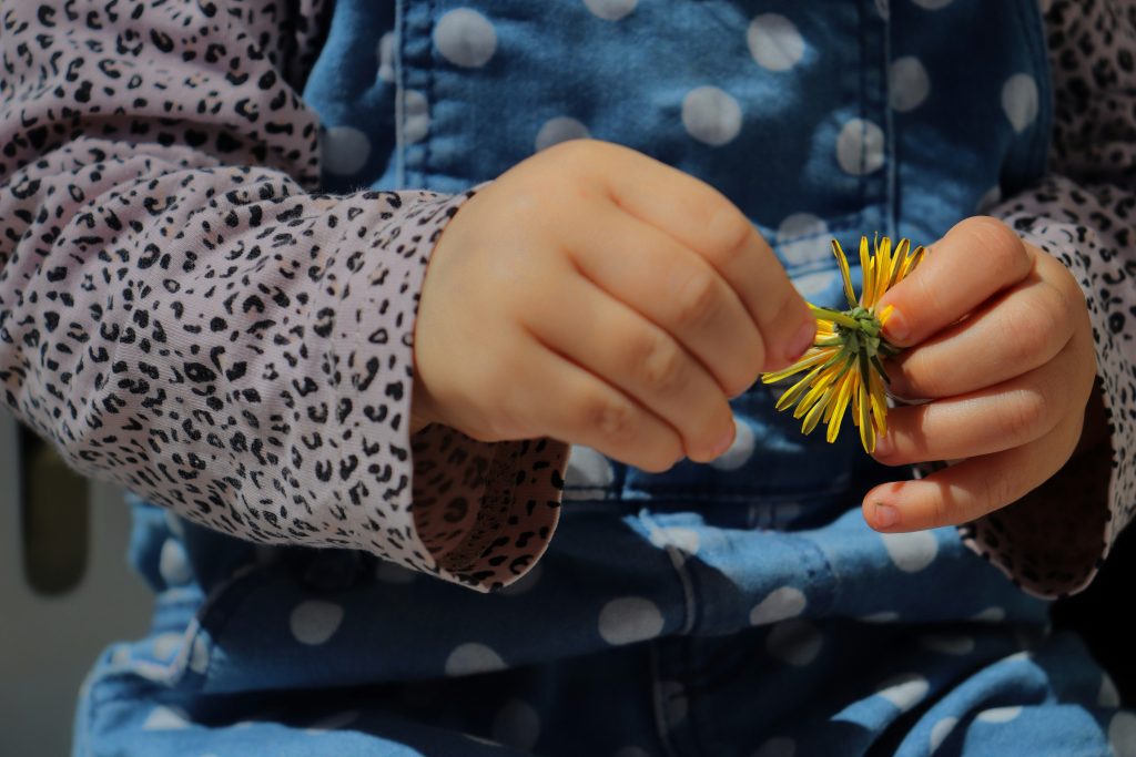 A young child holding a dandelion in their hands