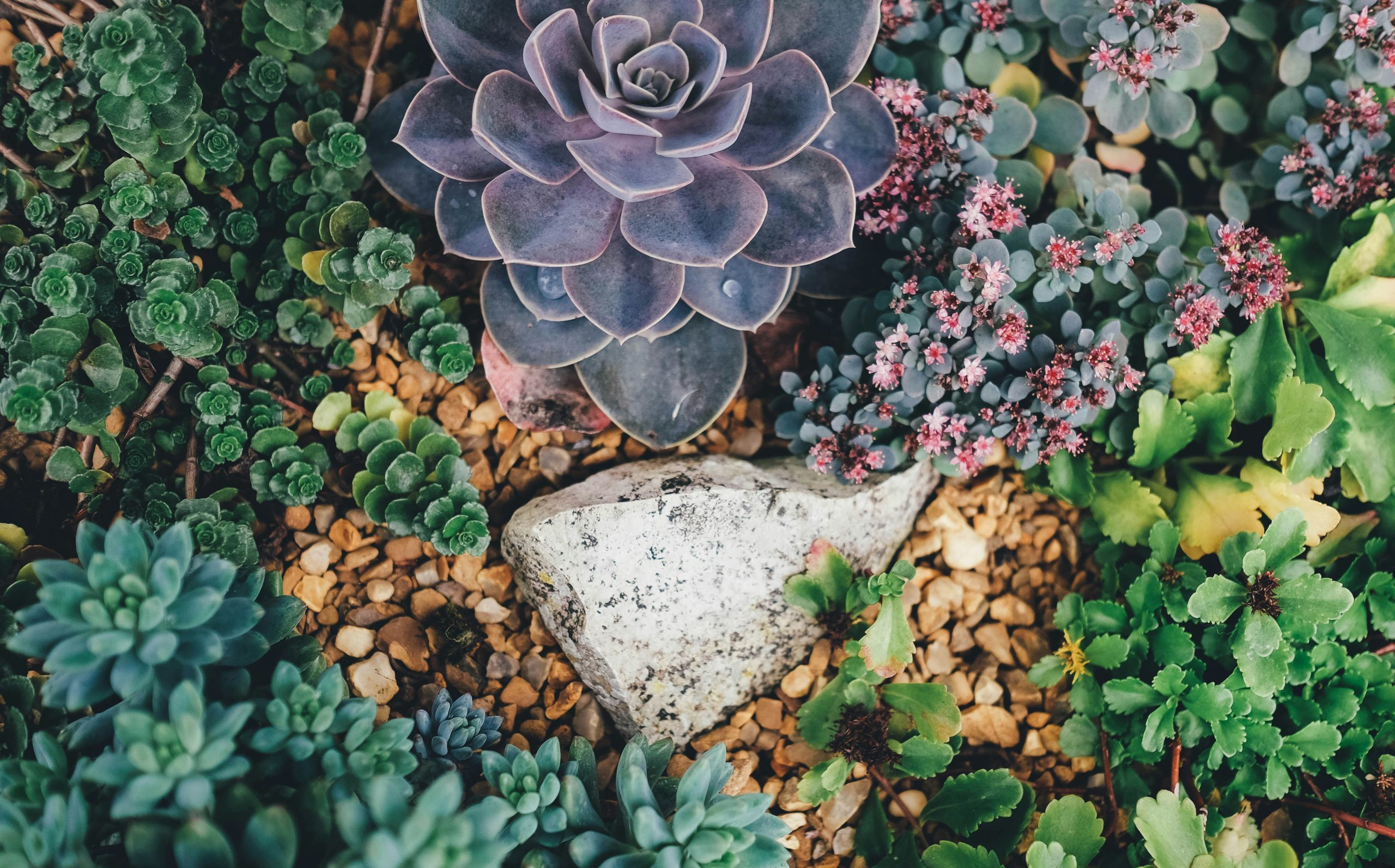 Succulents in a rock garden