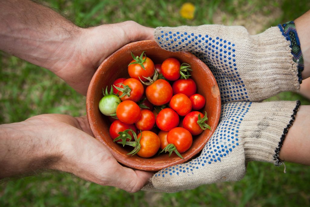 hands holding a bowl of tomatoes, rhode island farm stands